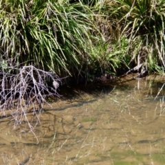 Salmo trutta at Charleys Forest, NSW - suppressed