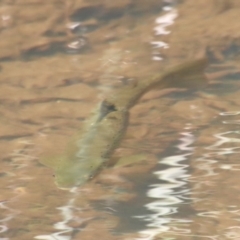 Salmo trutta at Charleys Forest, NSW - 28 Oct 2023