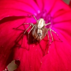 Oxyopes elegans (Elegant Lynx Spider) at Penrose, NSW - 28 Oct 2023 by Aussiegall