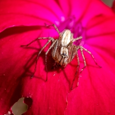 Oxyopes elegans (Elegant Lynx Spider) at Penrose, NSW - 28 Oct 2023 by Aussiegall