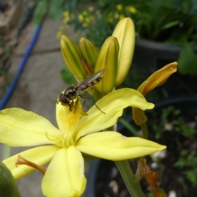 Syrphini sp. (tribe) (Unidentified syrphine hover fly) at Belconnen, ACT - 26 Oct 2023 by JohnGiacon