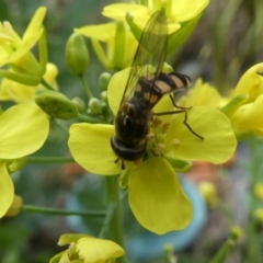 Syrphini sp. (tribe) at Belconnen, ACT - 27 Oct 2023