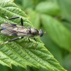 Exaireta spinigera (Garden Soldier Fly) at Belconnen, ACT - 28 Oct 2023 by JohnGiacon