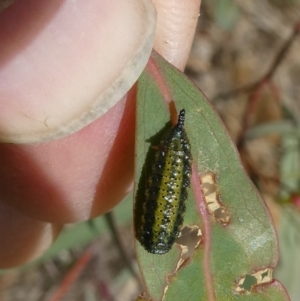 Paropsini sp. (tribe) at Belconnen, ACT - 28 Oct 2023 03:11 PM