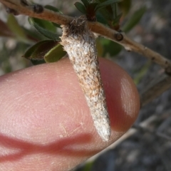Lepidoscia (genus) IMMATURE (Unidentified Cone Case Moth larva, pupa, or case) at Emu Creek - 28 Oct 2023 by JohnGiacon