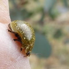 Paropsisterna cloelia (Eucalyptus variegated beetle) at Emu Creek - 28 Oct 2023 by JohnGiacon