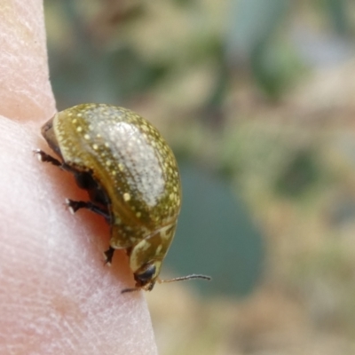 Paropsisterna cloelia (Eucalyptus variegated beetle) at Belconnen, ACT - 28 Oct 2023 by JohnGiacon