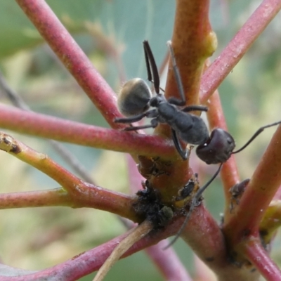 Camponotus suffusus (Golden-tailed sugar ant) at Emu Creek - 28 Oct 2023 by JohnGiacon