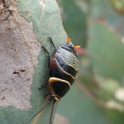 Ellipsidion australe (Austral Ellipsidion cockroach) at Emu Creek - 28 Oct 2023 by JohnGiacon
