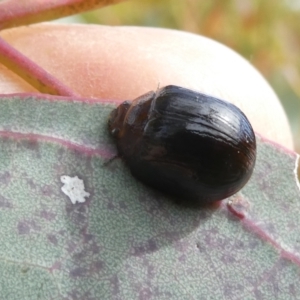 Paropsisterna sp. (genus) at Belconnen, ACT - 28 Oct 2023