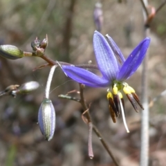 Dianella revoluta var. revoluta (Black-Anther Flax Lily) at Belconnen, ACT - 28 Oct 2023 by JohnGiacon