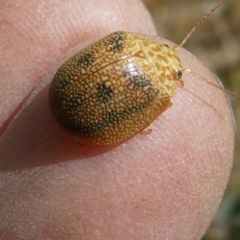 Paropsis atomaria (Eucalyptus leaf beetle) at Flea Bog Flat to Emu Creek Corridor - 28 Oct 2023 by JohnGiacon