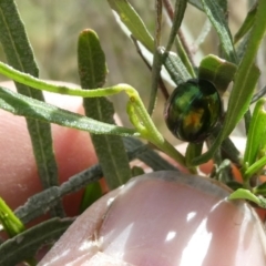 Callidemum hypochalceum (Hop-bush leaf beetle) at Flea Bog Flat to Emu Creek Corridor - 28 Oct 2023 by JohnGiacon