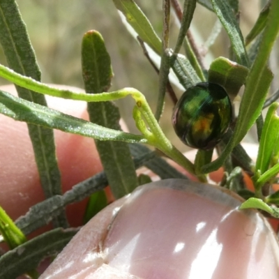 Callidemum hypochalceum (Hop-bush leaf beetle) at Flea Bog Flat to Emu Creek Corridor - 28 Oct 2023 by JohnGiacon