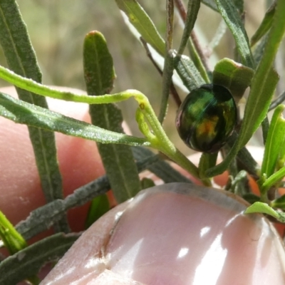 Callidemum hypochalceum (Hop-bush leaf beetle) at Belconnen, ACT - 28 Oct 2023 by JohnGiacon