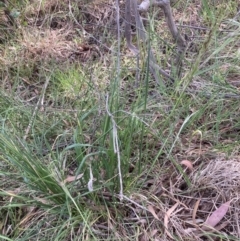 Nassella neesiana (Chilean Needlegrass) at Belconnen, ACT - 28 Oct 2023 by JohnGiacon