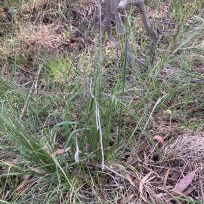 Nassella neesiana (Chilean Needlegrass) at Emu Creek - 28 Oct 2023 by JohnGiacon