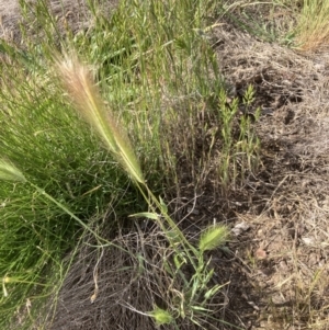 Hordeum leporinum at Belconnen, ACT - 28 Oct 2023