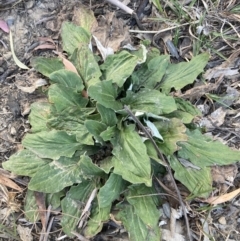 Cymbonotus sp. (preissianus or lawsonianus) (Bears Ears) at Flea Bog Flat to Emu Creek Corridor - 27 Oct 2023 by JohnGiacon