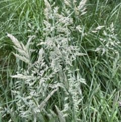 Holcus lanatus (Yorkshire Fog) at Flea Bog Flat to Emu Creek Corridor - 27 Oct 2023 by JohnGiacon