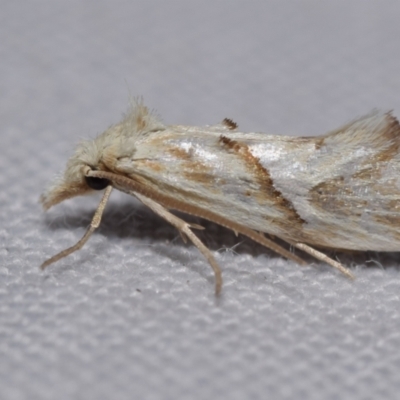 Heliocosma argyroleuca (A tortrix or leafroller moth) at Jerrabomberra, NSW - 28 Oct 2023 by DianneClarke