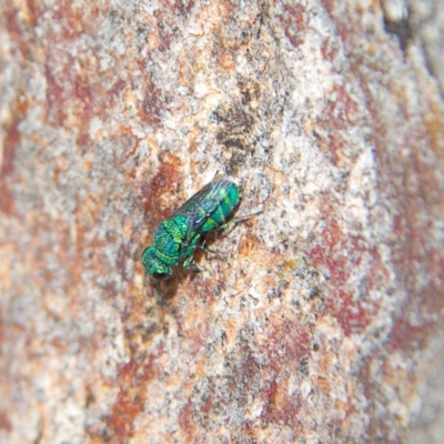 Primeuchroeus sp. (genus) (Cuckoo Wasp) at Higgins Woodland - 28 Oct 2023 by Trevor