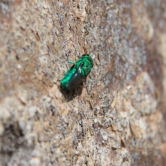 Primeuchroeus sp. (genus) at Higgins Woodland - 28 Oct 2023 02:13 PM