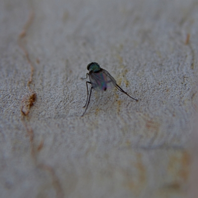 Dolichopodidae (family) - 1 Jan 1900 by MichaelWenke