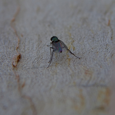 Dolichopodidae (family) at Higgins, ACT - 28 Oct 2023 by Trevor