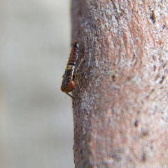 Cicadellidae (family) (Unidentified leafhopper) at Higgins, ACT - 28 Oct 2023 by MichaelWenke