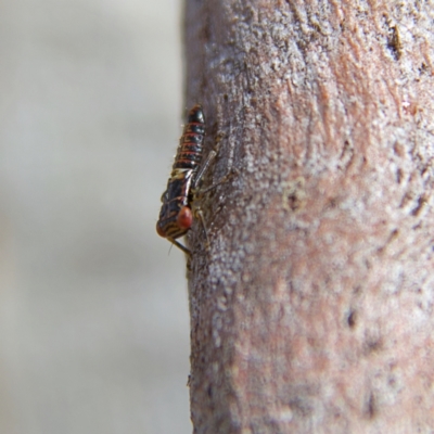 Unidentified Leafhopper or planthopper (Hemiptera, several families) at Higgins, ACT - 28 Oct 2023 by Trevor