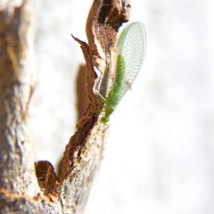 Mallada signatus (Green Lacewing) at Higgins, ACT - 28 Oct 2023 by MichaelWenke