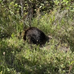 Tachyglossus aculeatus (Short-beaked Echidna) at Coree, ACT - 29 Oct 2023 by JimL