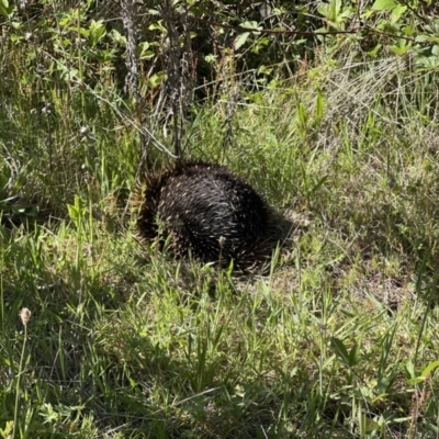 Tachyglossus aculeatus (Short-beaked Echidna) at Coree, ACT - 29 Oct 2023 by JimL