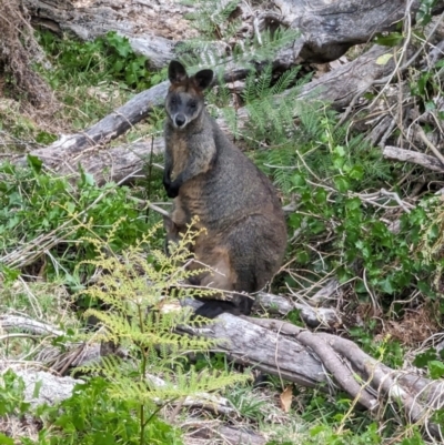 Wallabia bicolor (Swamp Wallaby) at Tuross Head, NSW - 28 Oct 2023 by Rosalie