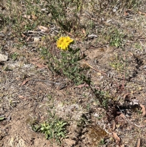 Hypericum perforatum at Coree, ACT - 29 Oct 2023 09:59 AM