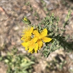 Hypericum perforatum at Coree, ACT - 29 Oct 2023 09:59 AM