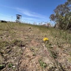 Hypericum perforatum at Coree, ACT - 29 Oct 2023 09:59 AM