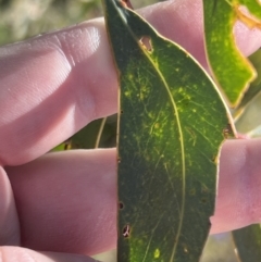 Acacia falciformis (Broad-leaved Hickory) at Coree, ACT - 28 Oct 2023 by JimL