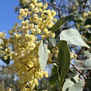 Acacia falciformis at Coree, ACT - 29 Oct 2023