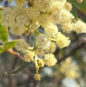 Acacia falciformis at Coree, ACT - 29 Oct 2023