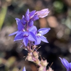 Veronica perfoliata (Digger's Speedwell) at Coree, ACT - 29 Oct 2023 by JimL