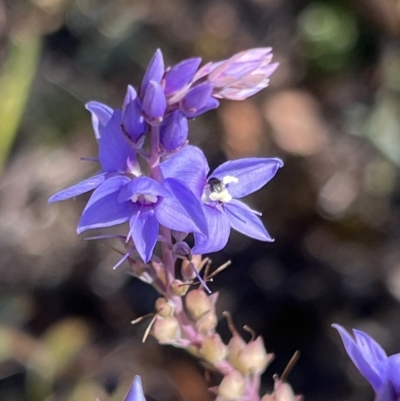 Veronica perfoliata (Digger's Speedwell) at Coree, ACT - 28 Oct 2023 by JimL