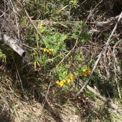 Senna aciphylla (Sprawling Cassia) at Lyons, ACT - 25 Oct 2023 by ran452