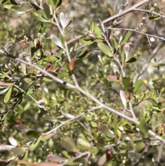 Gaudium brevipes (Grey Tea-tree) at Cotter Reserve - 28 Oct 2023 by JimL