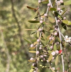 Gaudium brevipes at Coree, ACT - 29 Oct 2023