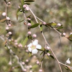 Gaudium brevipes at Coree, ACT - 29 Oct 2023