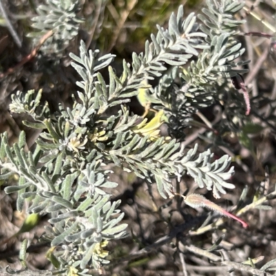 Grevillea lanigera (Woolly Grevillea) at Coree, ACT - 29 Oct 2023 by JimL