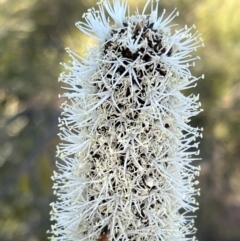 Xanthorrhoea glauca subsp. angustifolia (Grey Grass-tree) at Coree, ACT - 28 Oct 2023 by JimL