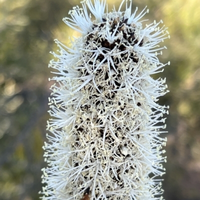 Xanthorrhoea glauca subsp. angustifolia (Grey Grass-tree) at Coree, ACT - 29 Oct 2023 by JimL